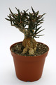 euphorbia waringiae 8556