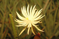 epiphyllum phyllanthus hookeri strictum 01