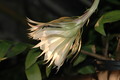 epiphyllum chrysocardium 6590