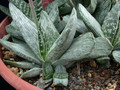 gasteria sp variegata 01