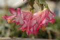 schlumbergera ruth day 8189