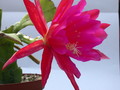 eh madame de laet 7760 171