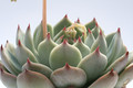 echeveria colorata 7949