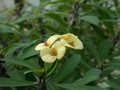 euphorbia mili ssp longifolia