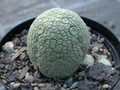 pseudolithos migiurtinus es2622 04