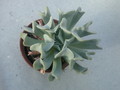 echeveria runyonii 9982