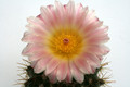 notocactus roseiflorus schl 150 0094