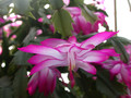 schlumbergera thor nille 06