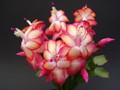 schlumbergera samba brazil 1626
