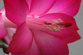schlumbergera buckleyi charles lemaire 6351