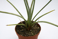 agave echinus 7674
