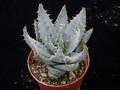 aloe peglerae 01