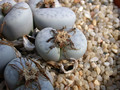 lithops pseudotruncatella groendrayensis c244 02