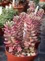 sedum rubrotinctum variegatum