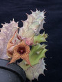 huernia stapelioides es3327 02