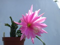 eh thousend pinks 9450 339