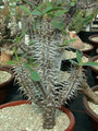 euphorbia horombensis es 11193 02