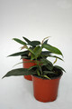 hoya macgillivrayi 6548