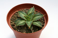 agave triangularis 7660