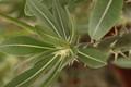 pachypodium horombense 1140