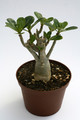adenium obesum 12cm bis 15cm 9536