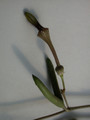 ceropegia africana 02