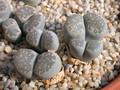 lithops salicola reticulata 03