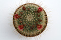 mammillaria meyranii michoacana mg776 3 9904