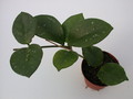 hoya carnosa motoskei 1418