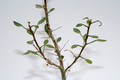 fouquleria splendens 4012