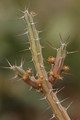 euphorbia samburnensis 1067