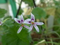 pelargonium iocastrum ipps9691 01