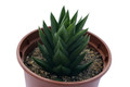 haworthia armstrongii 1475