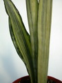 sansevieria zeylanica variegata 5411