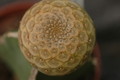euphorbia turbiniformis 1086