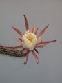 nyctocereus hirschtianus 39