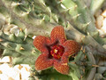 huernia decipiens pvb4550 paardekloof 01