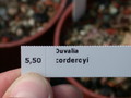 duvalia corderoyi 5666