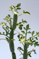 senecio articulatus 7817