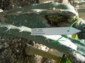 nyctocereus guatemalensis rauh38939 363
