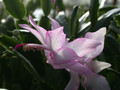 schlumbergera miss shimano 01