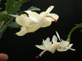 schlumbergera goldcharme vs alex