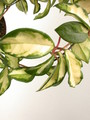 hoya carnosa melanie 3923