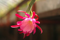 eh exotica 6428 02