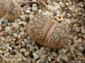lithops franciscii 03