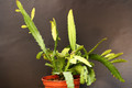 lepismium myagawe 0394