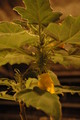 uncarina roeoesliana 05