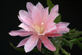 eh hannelore paetz 1155 7334