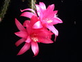 aporocactus glorianna 981539