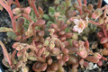 rosularia rosulata 8542